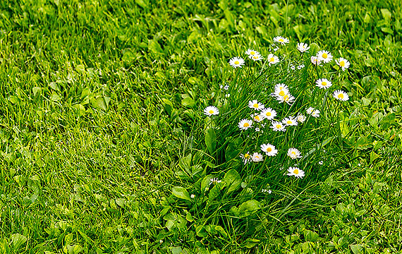 giardino